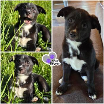 Honeybee - Nuts Litter -  Mixed Breed Dog for Adoption in Kenai, Alaska - Honeybee - Nuts Litter | PetCurious