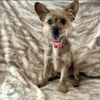 Sassy -  Terrier and Mixed Breed Dog for Adoption in Pelham, New Hampshire - Sassy | PetCurious