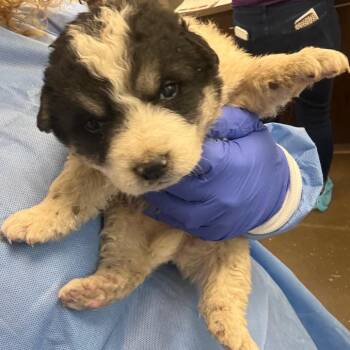 Great Pyrenees Dogs Available for Adoption in Tulsa, Oklahoma - LC-Bingo | PetCurious