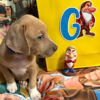 Grumpy -  Australian Shepherd and Mixed Breed Dog for Adoption in Normal, Illinois - Grumpy | PetCurious