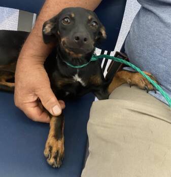 PIPPIN -  Mixed Breed Dog for Adoption in Dallas, Texas - PIPPIN | PetCurious