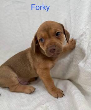 FORKY -  Chiweenie and Terrier Dog for Adoption in Madisonville, Louisiana - FORKY | PetCurious
