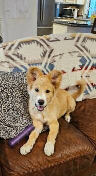 Rescue Collie and Wheaten Terrier Dogs for Adoption in Yakima, Washington - Evie | PetCurious