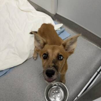Koda -  Mixed Breed Dog for Adoption in Jupiter, Florida - Koda | PetCurious