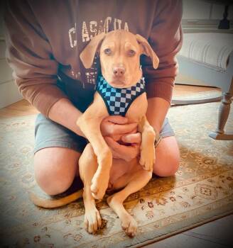 Coonhound Dogs Available for Adoption in Schnecksville, Pennsylvania - VADA | PetCurious