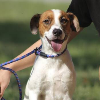 Sheryl Yoast -  Beagle and Jack Russell Terrier Dog for Adoption in Columbia, South Carolina - Sheryl Yoast | PetCurious