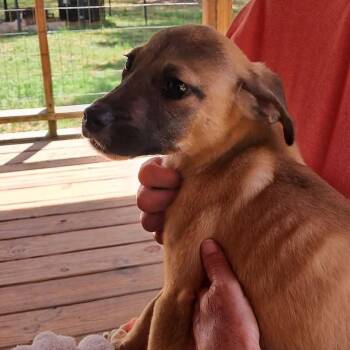 Mixed Breed Dogs Available for Adoption in Valley, Alabama - Cosmos | PetCurious