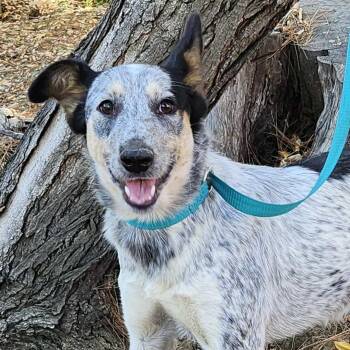 Rescue Australian Cattle Dog Blue Heeler Dogs for Adoption in Burbank, California - Quinni | PetCurious