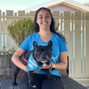 Barbara Walters -  French Bulldog Dog for Adoption in Pacific Grove, California - Barbara Walters | PetCurious