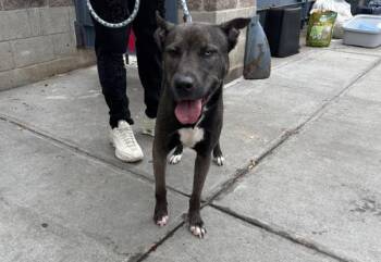 Gracie -  Mixed Breed Dog for Adoption in New York, New York - Gracie | PetCurious