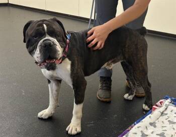 Rescue American Bulldog Dogs for Adoption in Pasadena, California - BIGGS | PetCurious