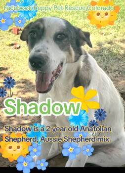Anatolian Shepherd and Australian Shepherd Dogs Available for Adoption - Shadow  | PetCurious