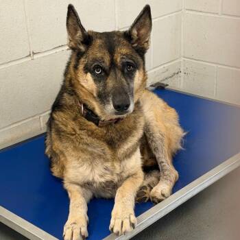 German Shepherd Dog and Mixed Breed Dogs Available for Adoption in Marshall, Texas - Nova | PetCurious