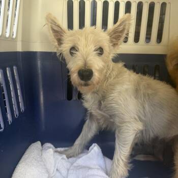 Scarlett -  West Highland White Terrier Westie Dog for Adoption in Northbrook, Illinois - Scarlett | PetCurious