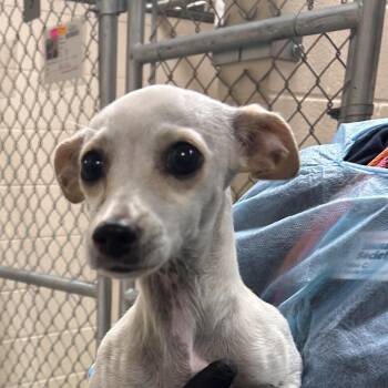Moon -  Chihuahua Dog for Adoption in Reno, Nevada - Moon | PetCurious