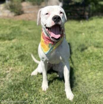 Boxer Dogs Available for Adoption in Midland, Virginia - Brownie | PetCurious