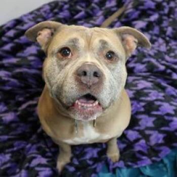 Mixed Breed Dogs Available for Adoption in Newark, New Jersey - Priscilla (Bella) | PetCurious
