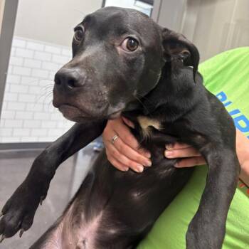 Dino Nuggies -  Hound and Labrador Retriever Dog for Adoption in Morganton, North Carolina - Dino Nuggies | PetCurious