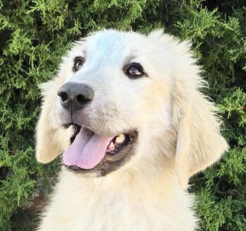 Dazzling Lil Mr Drako - Glorious Great Pyr Pup -  Great Pyrenees Dog for Adoption in North Valley, New Mexico - Dazzling Lil Mr Drako - Glorious Great Pyr Pup | PetCurious