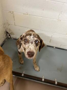 Catahoula Leopard Dog Dogs Available for Adoption in Nacogdoches, Texas - Bex | PetCurious