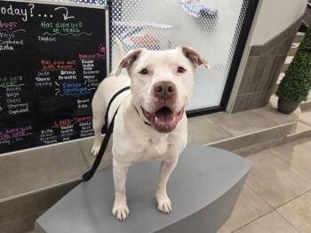 TAURO -  English Bulldog and Pit Bull Terrier Dog Available for Adoption in Omaha, Nebraska - TAURO | PetCurious
