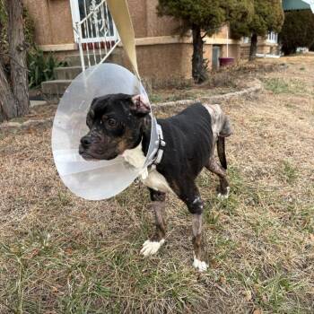 Mixed Breed Dogs Available for Adoption - STARBURST | PetCurious