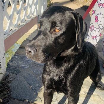 Rescue Black Labrador Retriever Dogs for Adoption in San Diego, California - Dalton | PetCurious