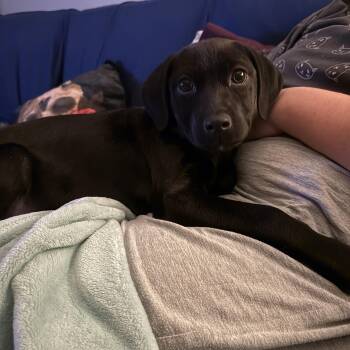 Black Labrador Retriever and Labrador Retriever Dogs Available for Adoption in Silver Spring, Maryland - Tiabeanie | PetCurious