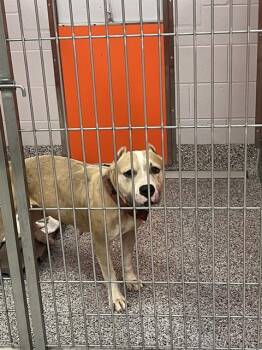 A137307 -  Staffordshire Bull Terrier and Mixed Breed Dog for Adoption in Palmetto, Florida - A137307 | PetCurious