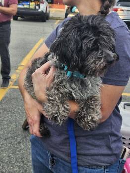 VOLT -  Shih Tzu Dog for Adoption in Holbrook, New York - VOLT | PetCurious