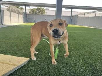 Jack O. Lantern -  Pit Bull Terrier and Mixed Breed Dog for Adoption in Fresno, California - Jack O. Lantern | PetCurious
