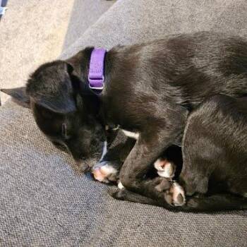 Chihuahua and Labrador Retriever Dogs Available for Adoption in South Elgin, Illinois - Bella | PetCurious