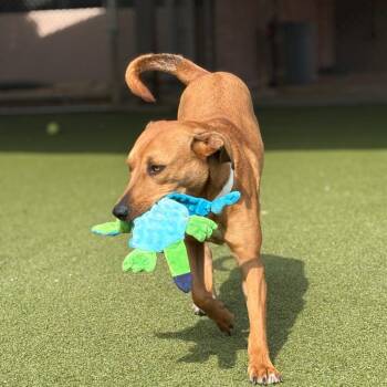 Terrier Dogs Available for Adoption - Copper | PetCurious