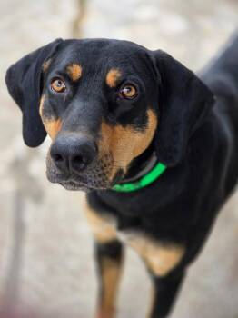 Coonhound and Terrier Dogs Available for Adoption in Bloomfield, Connecticut - Korg | PetCurious