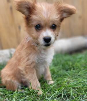 Wallaby -  Poodle and Chihuahua Dog for Adoption in Beavercreek, Oregon - Wallaby | PetCurious