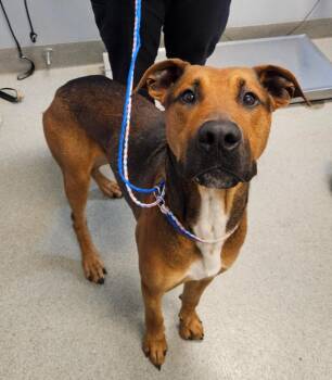 Jax -  Hound and Mountain Dog Dog for Adoption in Bloomington, Indiana - Jax | PetCurious
