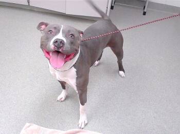 Rescue Labrador Retriever and Mixed Breed Dogs for Adoption in Omaha, Nebraska - HARVEY | PetCurious