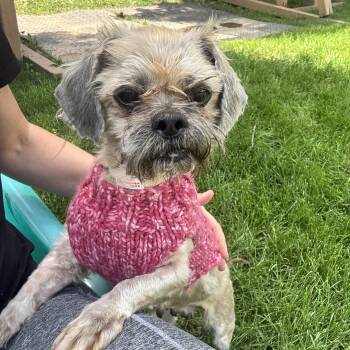 Panini -  Shih Tzu Dog for Adoption in Gainesville, Virginia - Panini | PetCurious