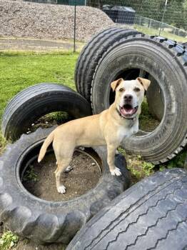 Rescue Mixed Breed Dogs for Adoption in Roseburg, Oregon - Parmesan | PetCurious