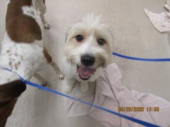 Aisha(806) -  Terrier Dog for Adoption in Marietta, Georgia - Aisha(806) | PetCurious
