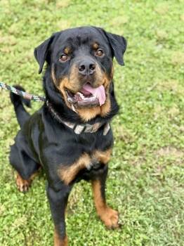 ZEUS -  Rottweiler Dog for Adoption in Fort Walton Beach, Florida - ZEUS | PetCurious