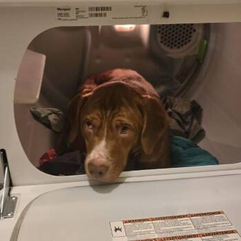 Mixed Breed and Beagle Dogs Available for Adoption in Lynchburg, Virginia - Otis | PetCurious