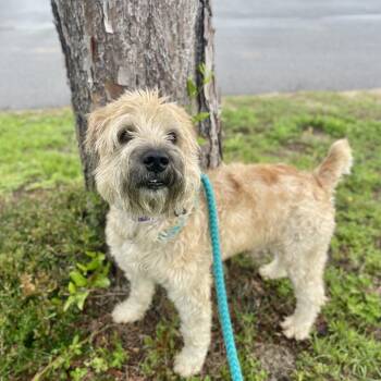 Ryder -  Wheaten Terrier Dog for Adoption in Freeport, Florida - Ryder | PetCurious