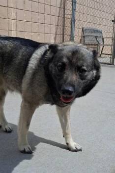 MISTY -  Norwegian Elkhound Dog for Adoption in Olathe, Kansas - MISTY | PetCurious