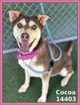 Rescue Shepherd and Siberian Husky Dogs for Adoption in Marietta, Georgia - COCOA | PetCurious