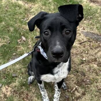 Retriever and Mixed Breed Dogs Available for Adoption in Minneapolis, Minnesota - Katie | PetCurious