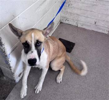 ZOE -  German Shepherd Dog and Boxer Dog for Adoption in San Bernardino, California - ZOE | PetCurious