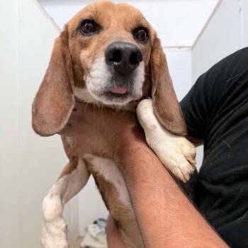 Beagle Dogs Available for Adoption in Chino Hills, California - Jasper Johns - Chino Hills Location | PetCurious