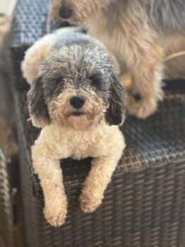 Rescue Miniature Poodle Dogs for Adoption in Chester Springs, Pennsylvania - Presley | PetCurious
