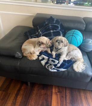 Rescue Shih Tzu Dogs for Adoption in Garland, Texas - Valentina | PetCurious